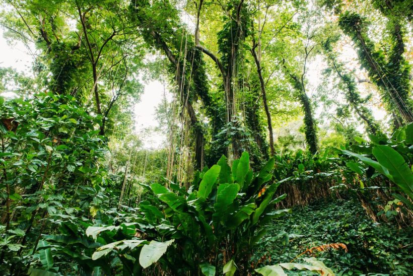 rainforest in Jamaica