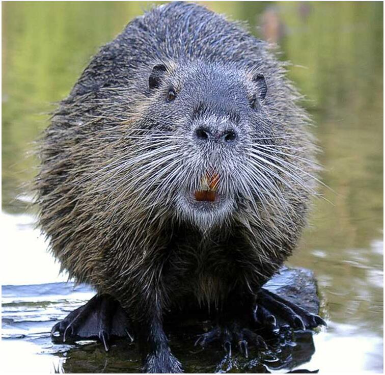 The American Beaver is the symbol of Oregon